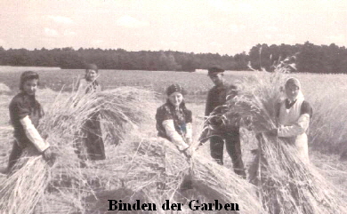 Getreide_binden Getreide_binden