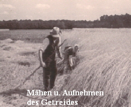 Maehen Maehen