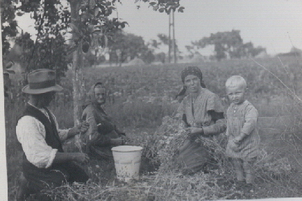 01_1934 Familie Zoberbier bei der Erbsenernte 01_1934 Familie Zoberbier bei der Erbsenernte